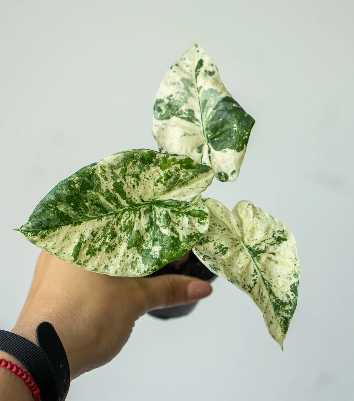 Alocasia macrorrhiza Camouflage /variegata Splash