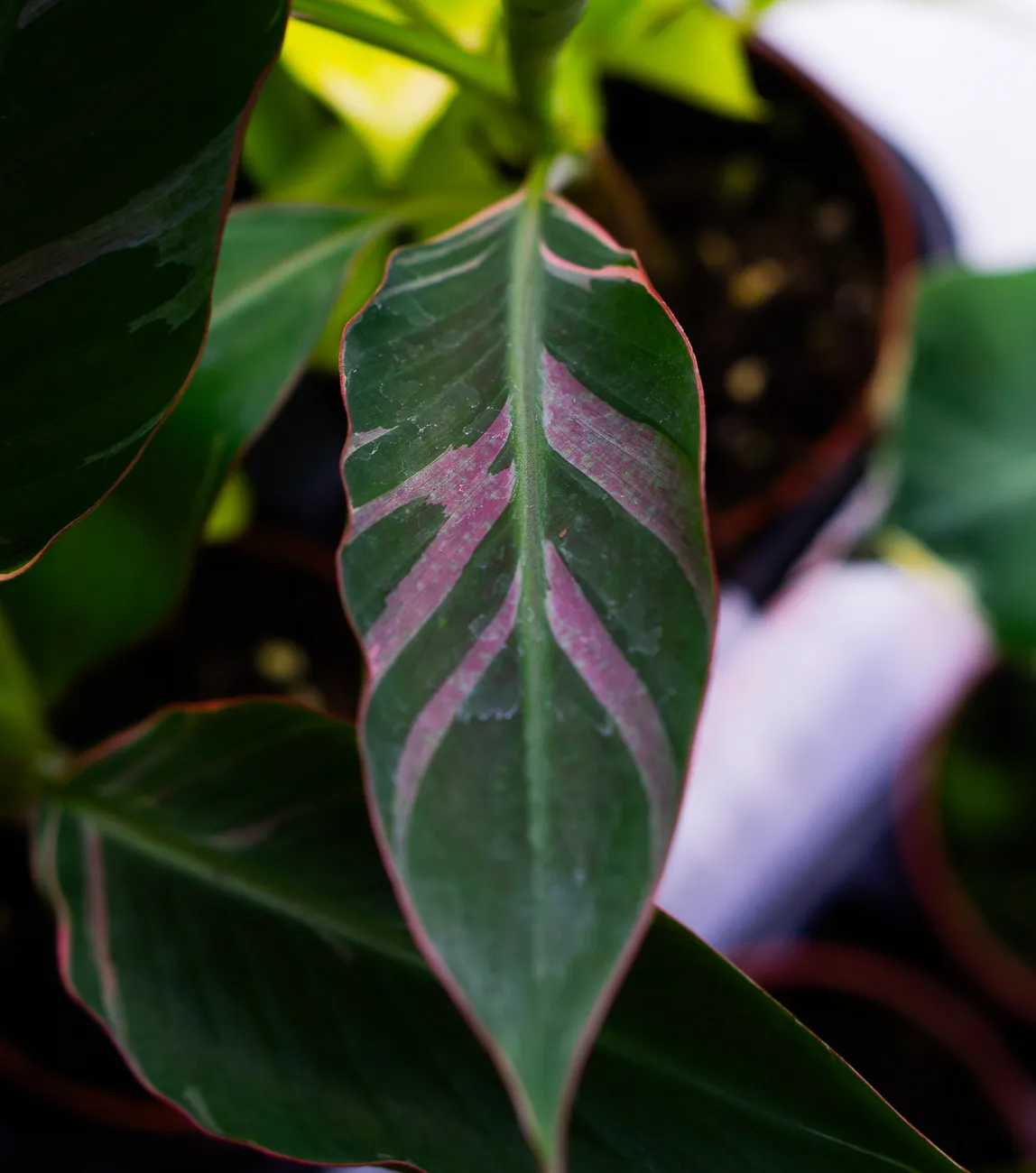 Musa Nono Pink Variegata - Ružový banánovník