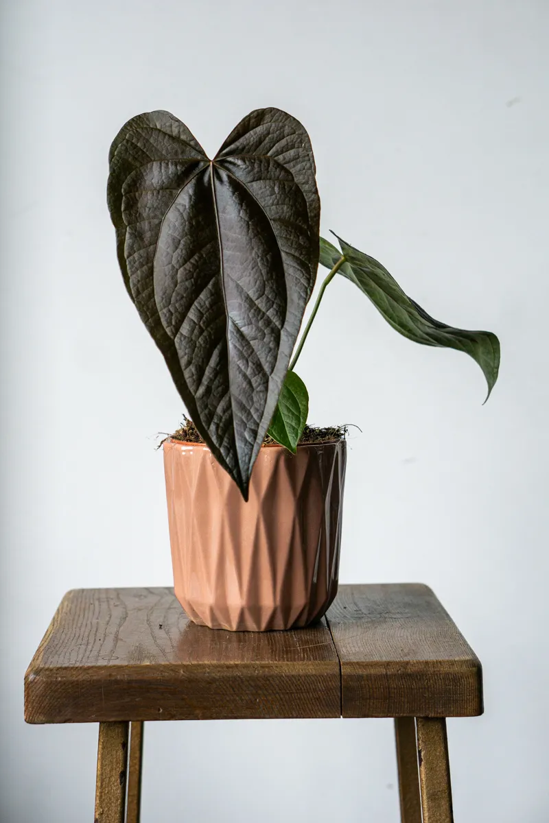 Anthurium Queen of Hearts (Zachráň ma)