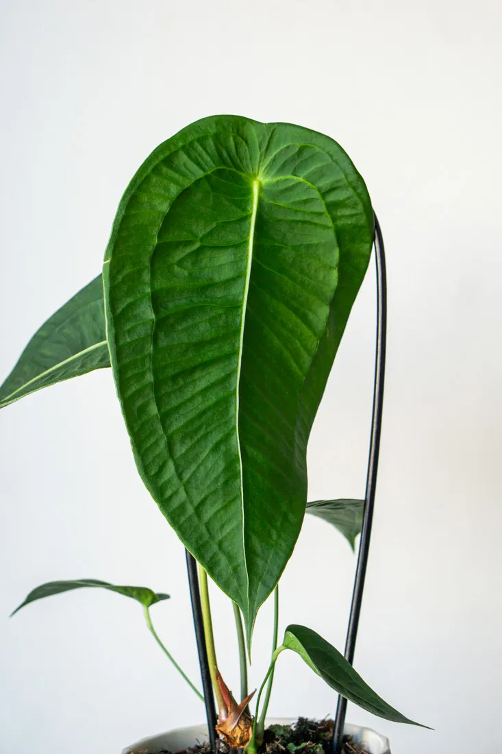 Anthurium Peltigerum (Flamingo plant) - mega cena