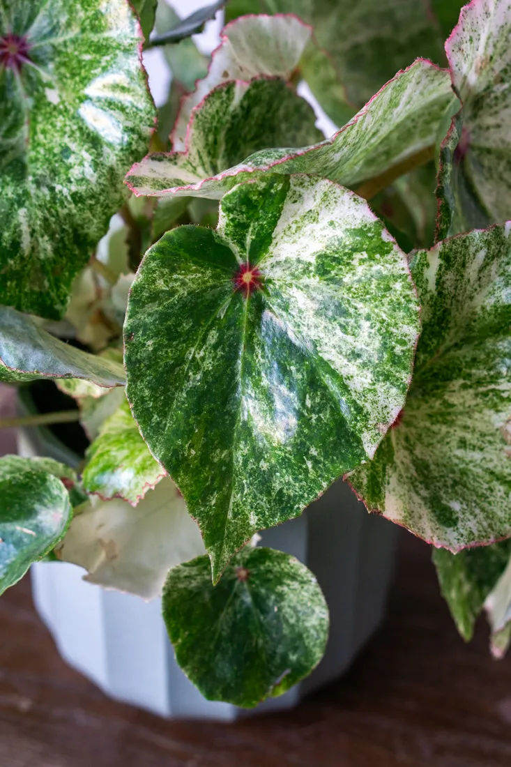 Begonia Rouge variegata