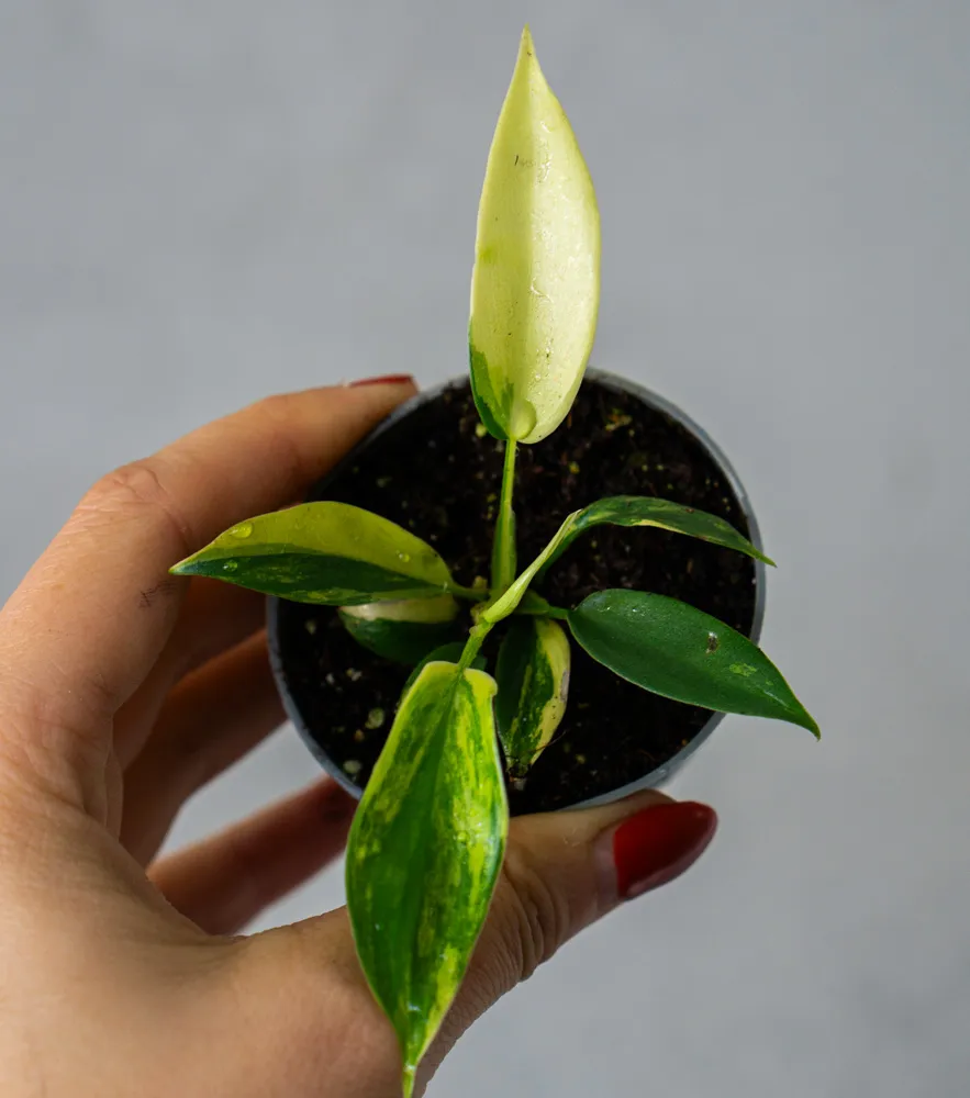 Baby Philodendron Florida Beauty (seedling) (Zachráň ma)