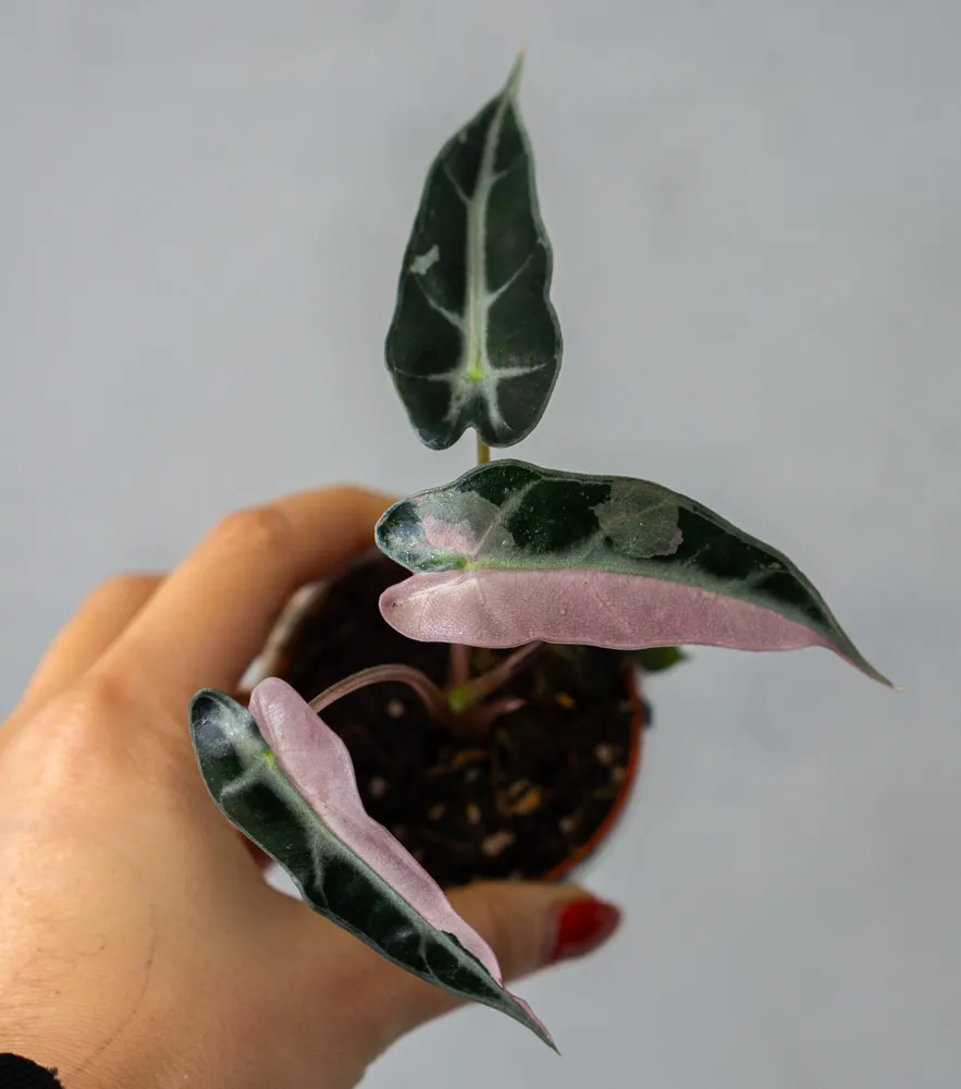 Baby Alocasia Bambino pink variegata (náhodný kúsok)