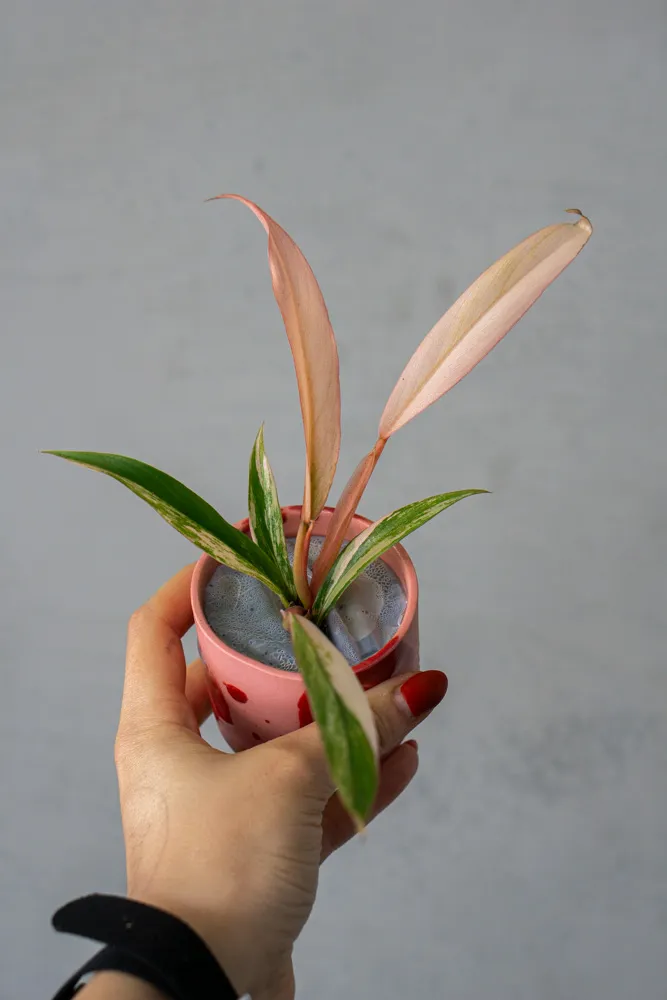 🍂 Baby Philodendron Caramel Marble - UNICORN