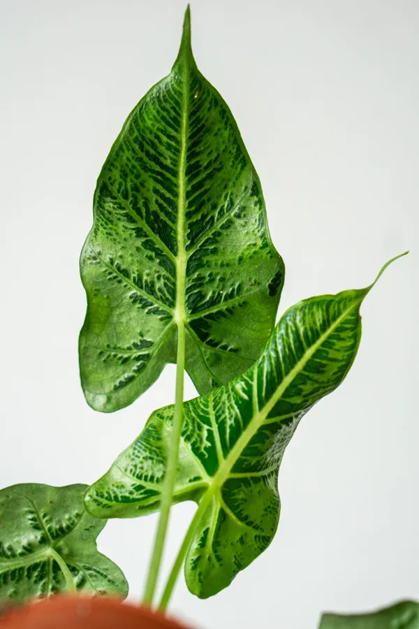 🦓 Alocasia Frydek Tattoo (Zachráň ma)