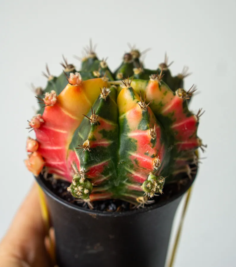 Gymnocactus mihanovichii variegata