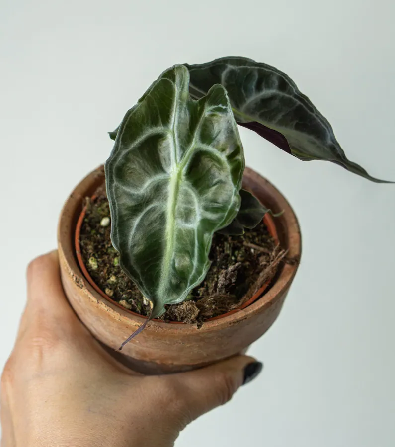 Alocasia Venom (Zachráň ma)