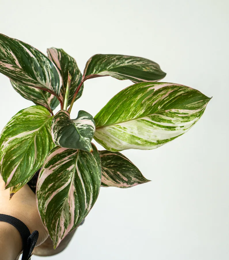Baby Calathea Princess Dalya (Zachráň ma)