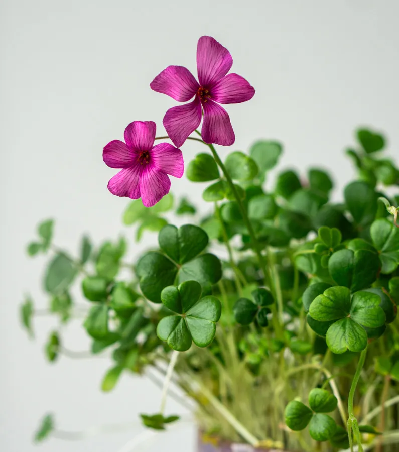Oxalis brasiliensis - pink (Zachráň ma)
