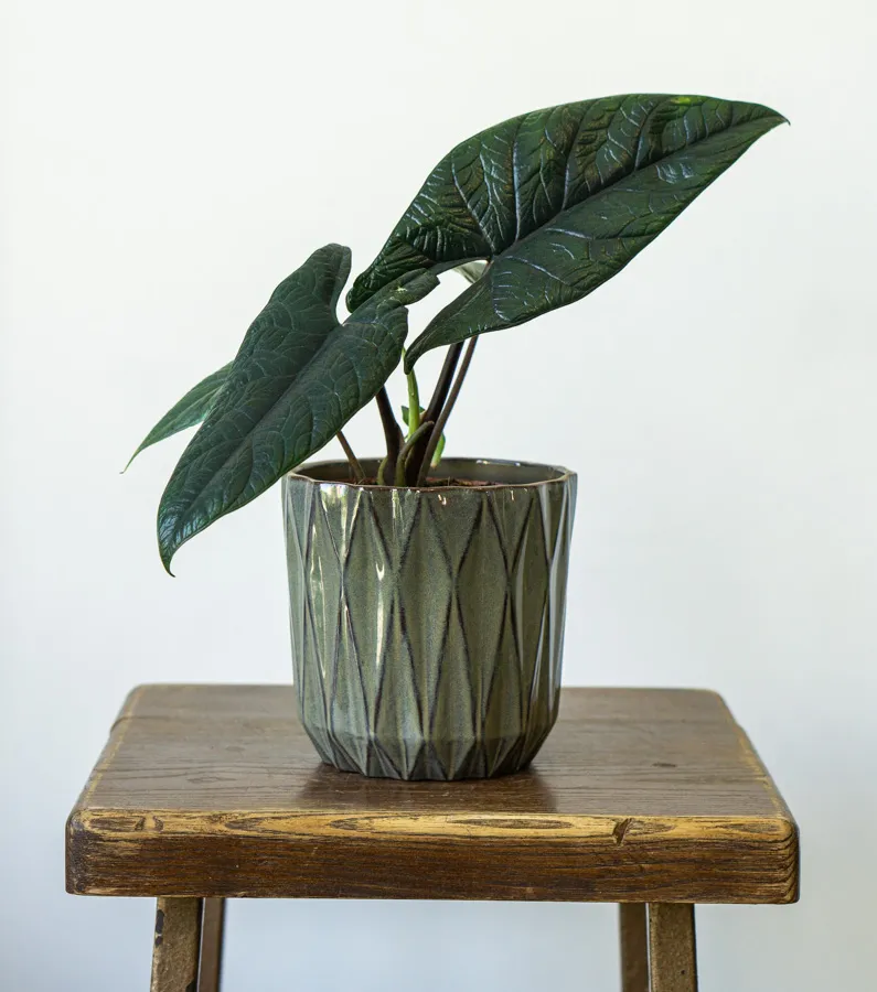 Alocasia Scalprum (Zachráň ma)