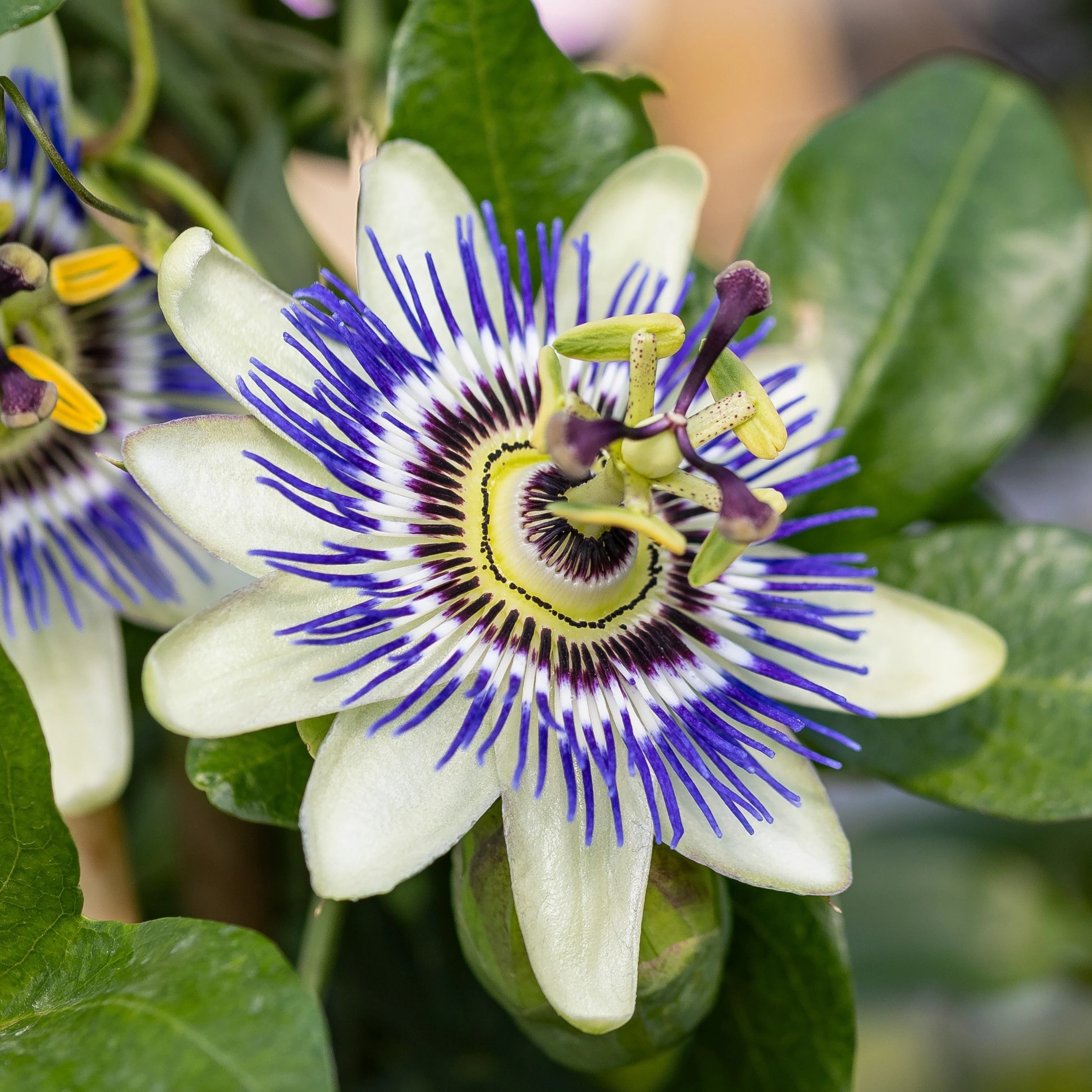 Múčenka: Passiflora Caerulea (Zachráň ma)