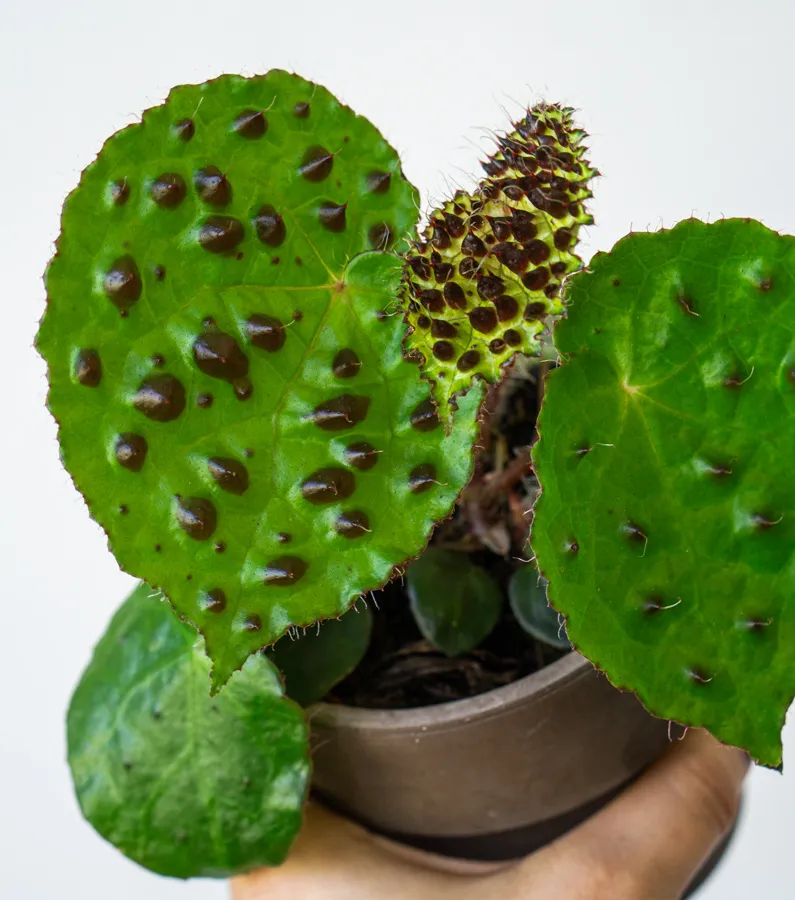 Begonia Ferox (Zachráň ma)