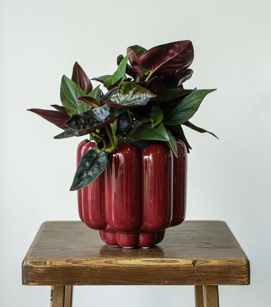 Syngonium Erythrophyllum Red Arrow
