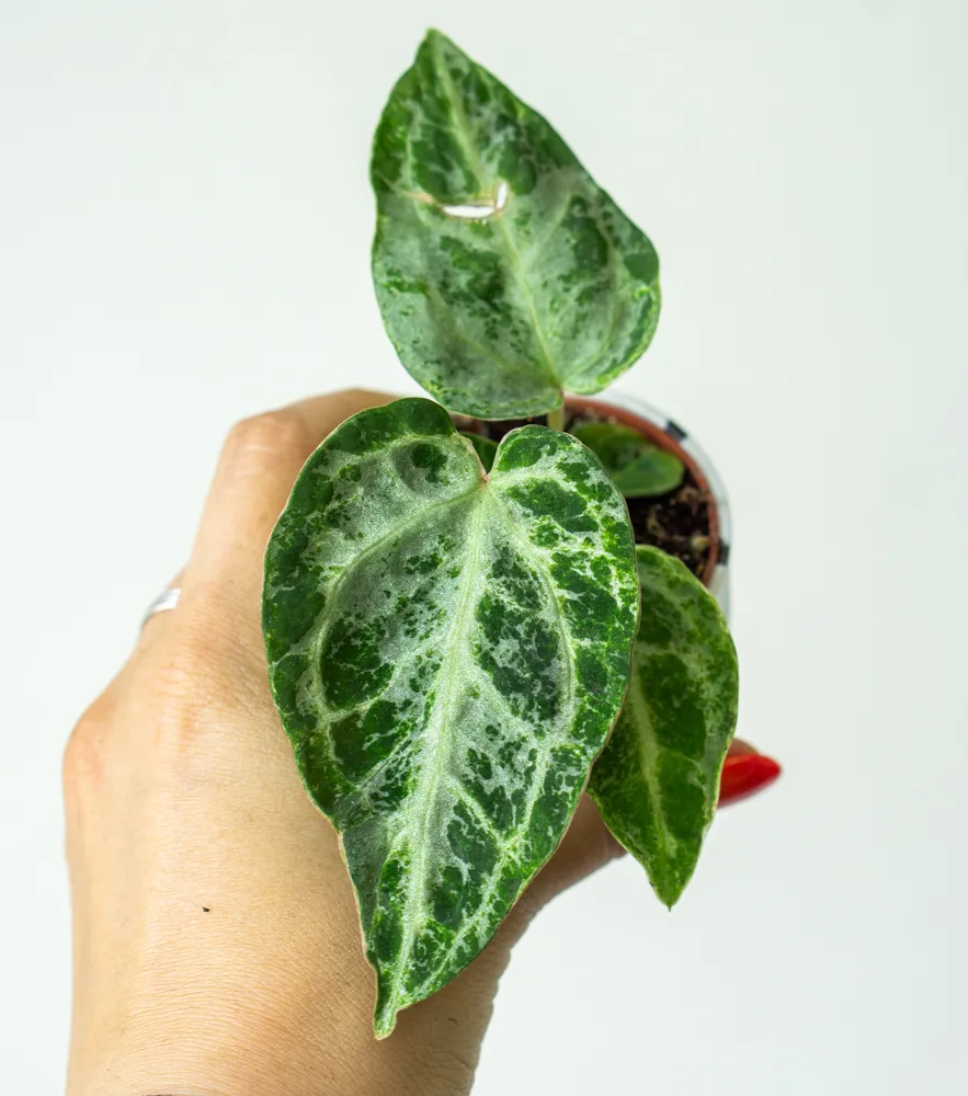 Anthurium Silver Blush Mint (náhodný kus) (Mechanické poškodenia)