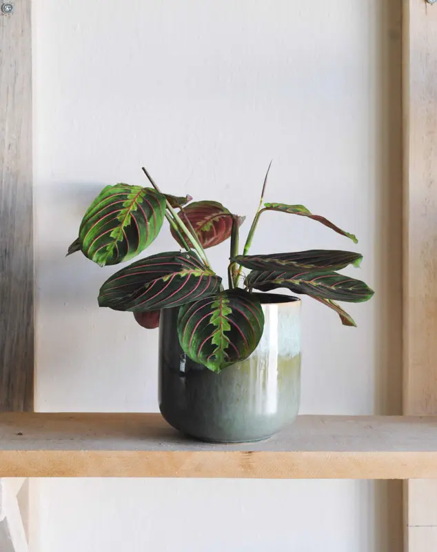 Maranta Leuconeura "Fascinator" - erythroneura (Zachráň ma)