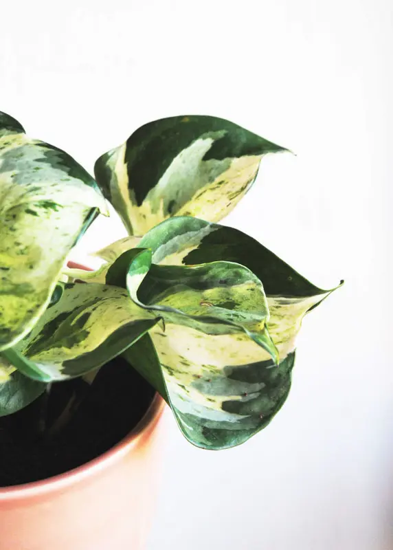 Epipremnum Aureum "Manjula" - Happy Leaf (Zachráň ma)