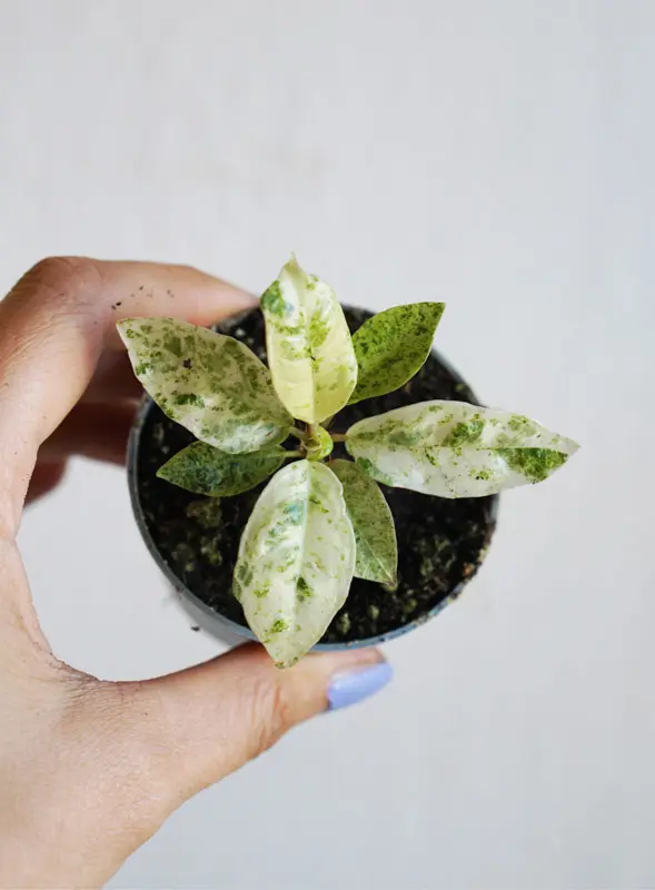 Baby Ficus Shivereana "Moonshine"