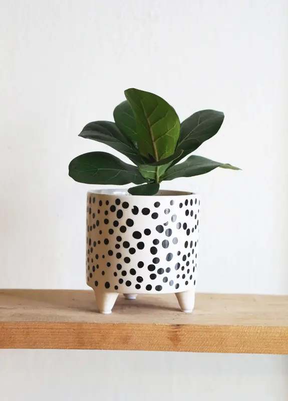 Baby Ficus Lyrata Bambino