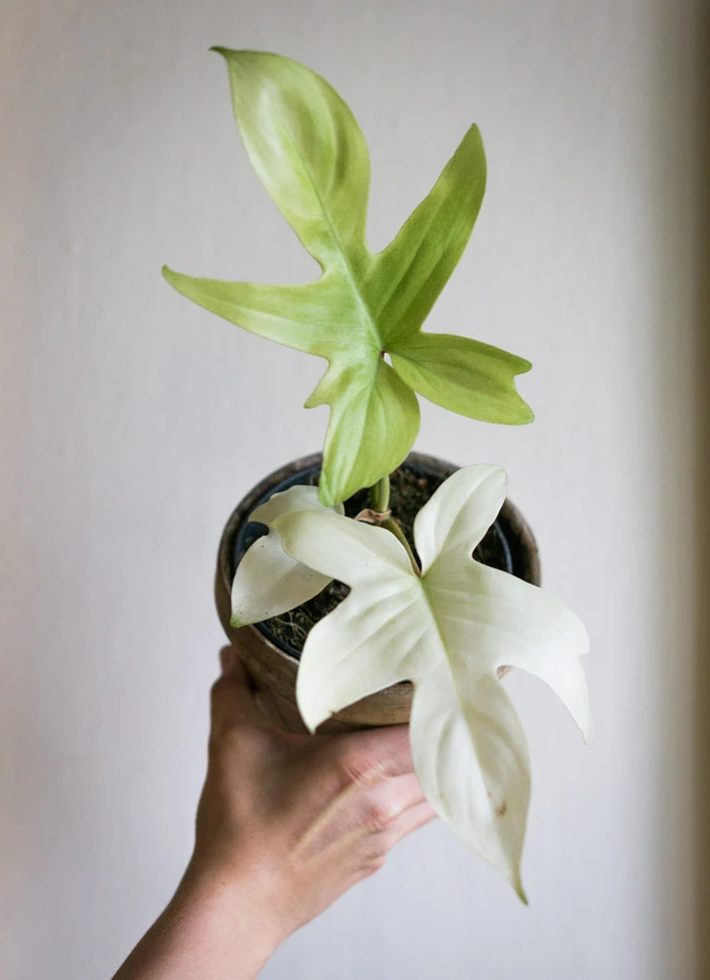 Philodendron Florida Ghost