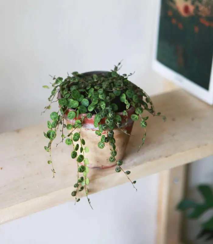 Peperomia Prostrata (v závesnom kvetináči)