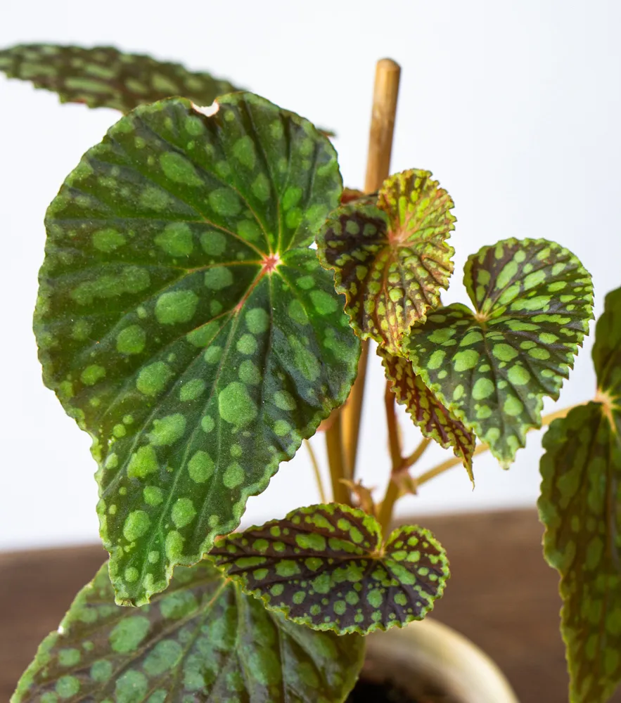 Begonia Chlorosticta