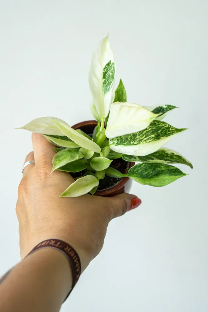 Baby Philodendron Jose Buono (TOP CENA)